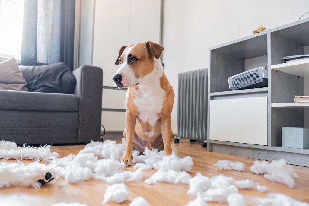 Hund zerstört Kissen - Fragen zur Haushaltsversicherung für Studenten