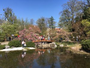 blühende Bäume im Park