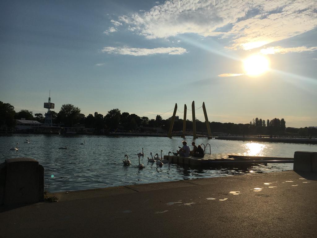 Donauinsel, einige Schwäne tümmeln sich im Wasser
